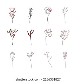 aquifolium tree and holly for decoration vector collection 