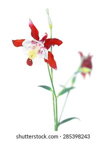 Aquilegia caerulea flower, vector
