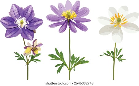 Aquilegia chrysantha e Osteospermum fruticosum isolados recorte, plantas floridas, jardim botânico, espécies arbustivas, elementos da natureza, ilustração vetorial.