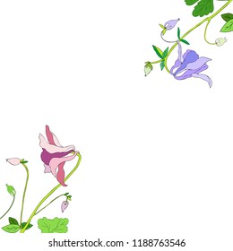 Aquilegia or Columbine flower hand drawn colorful vector botanical illustration, floral frame isolated on white background, decorative border for design greeting card, wedding invitation, cosmetic