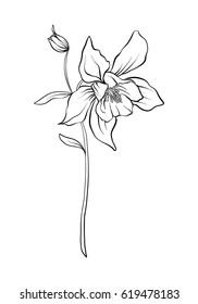 Aquilegia, columbine flower illustration in botanical style. Stock vector illustration.