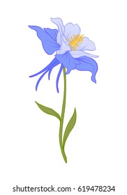 Aquilegia, columbine flower illustration in botanical style. Stock vector illustration.