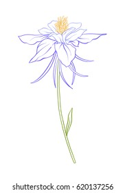 Aquilegia, columbine flower illustration in botanical style. Stock vector illustration.