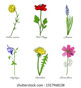 Aquilegia flower, Dandelion, Red poppy, Muscari, Kosmeya, Trollius asiaticus hand drawn vector illustration, ink sketch isolated on white for design greeting card, wedding invitate, cosmetic template