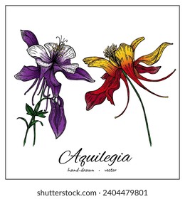 Aquilegia flower. hand drawn illustration of columbine medical flower isolated on white background for design pattern, greeting card, wedding invite, cosmetic template