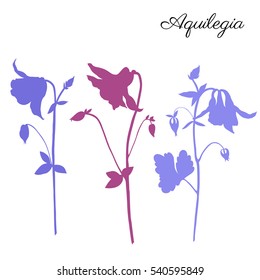 Aquilegia flower hand drawn vector botanical illustration, doodle illustration isolated on white background, decorative silhouette for design pattern, greeting card, wedding invite, cosmetic template