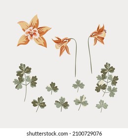 Aquilegia flower with leaves and stems for your designs