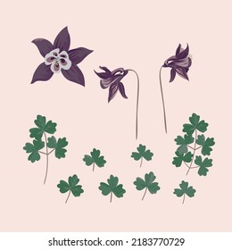 Aquilegia flower with leaves and stems for your designs