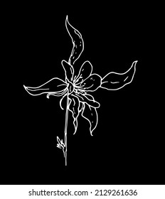 aquilegia flower vintage. simple columbine field flower, drawn in sketch style, side view, highlighted with white isolated line on black for invitation design template, packaging, signage labels