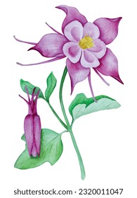 Aquilegia flower watercolor vector illustration