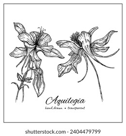 Flores de Aquilegia. Ilustración botánica a mano de flores de columbina para libro de colorear, diseño, decoración. Ilustración de la flor silvestre de tinta.