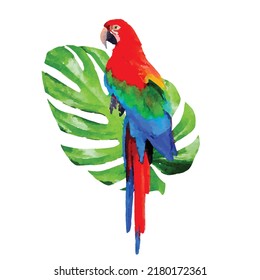 Ara king parrot with green Monstera palm leaf isolated on white background. Swiss cheese plant. Watercolor style. Vector illustration. Clipart