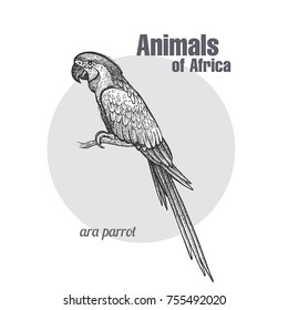 Ara parrot bird hand drawing. Animals of Africa series. Vintage engraving style. Vector illustration art. Black and white. Object of nature naturalistic sketch