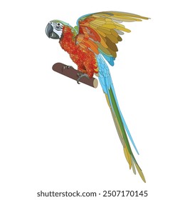 Ara parrot bird, isolated. Vector illustration.