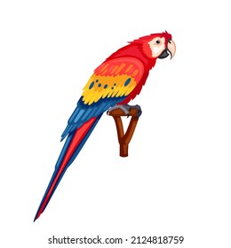 Ara parrot. A bright red blue yellow ara parrot sits on a twig. A pirate parrot, an exotic pet. Icon, clipart for pirate website, pet shop, animal book. Vector flat illustration, cartoon style.