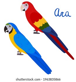 Ara parrot in cartoon style on white background. Vector hand drawn illustration. Macaw parakeet.