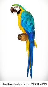 Ara parrot. Macaw. Photo realistic 3d vector icon.