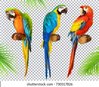 Ara parrot. Macaw. Photo realistic 3d vector icon set