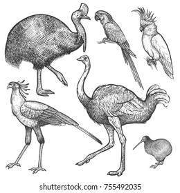 Ara parrot; ostrich Emu, cassowary, cockatoo, bird kiwi and secretary isolated on white background set. Vintage engraving style. Vector illustration art. Object of nature naturalistic sketch.