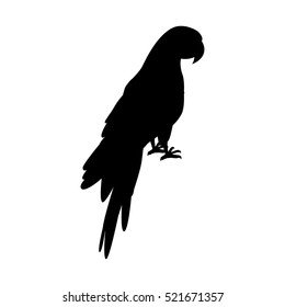 Ara parrot vector. Birds of Amazonian forests in black color. Fauna of South America. Beautiful Ara parrot posters, childrens books illustrating. Isolated on white.