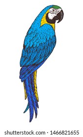 Ara parrot vector illustration. Hand drawn parrot bird. Macaw colorful illustration. 