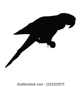 Ara parrot vector isolated on white background illustration. Sitting Ara realistic vector portrait. Beautiful Pet Parrot.
