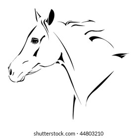 arab horse