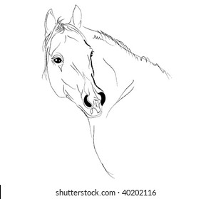 arab horse head  vector
