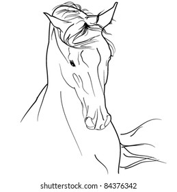 arab horse sketch