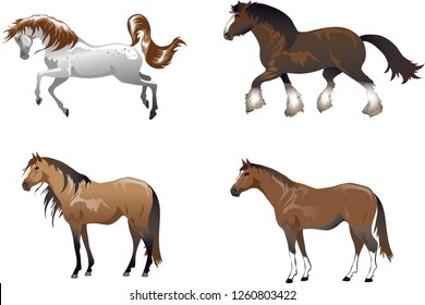 Arab Stallion, Shire Horse, Animal , Mustang And Thoroughbread - Vector Illustration