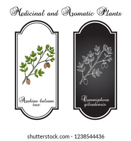 Arabian balsam tree (Commiphora gileadensis), or balm of Gilead, Mecca myrrh, medicinal plant. Hand drawn botanical vector illustration