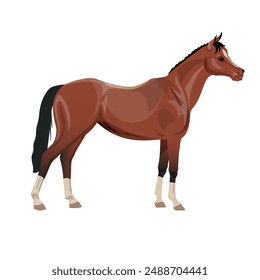 Arabian bay horse side view. Vector illustration isolated on a white background in a realistic style