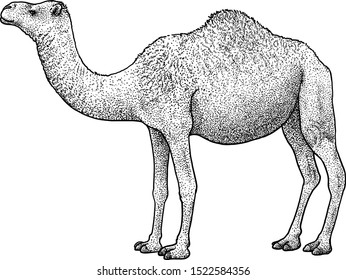 Arabian camel, dromedary illustration, drawing, engraving, ink, line art, vector
