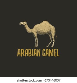 arabian camel engraved hand drawn in old sketch style, vintage animals. logo or emblems, retro label and badge.