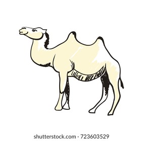 Arabian camel hand drawn icon isolated on white background vector illustration. Eastern ethnic culture element, traditional symbol.