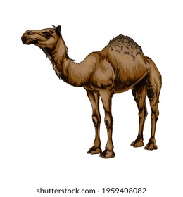 Arabian camel from a splash of watercolor, colored drawing, realistic. Vector illustration of paints