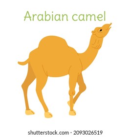 the arabian camel is standing. Australian bird in simple style.