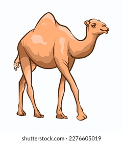 arabian camel vector illustration, a one humped camel, in 2d flat style. arabian desert camel