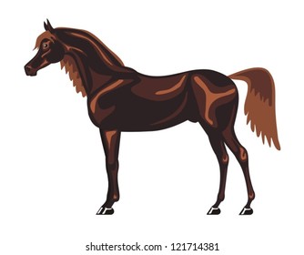 Arabian horse
