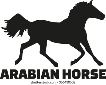 Arabian horse