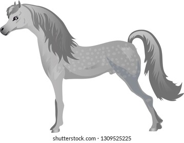 Arabian Horse, Desrt Stallion Galop  Animal , - Vector Illustration