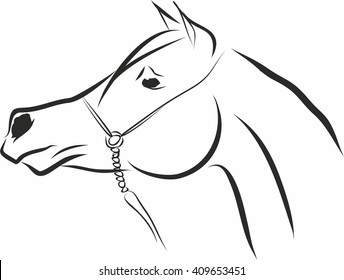Arabian horse head