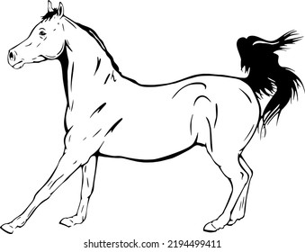 Arabian horse, outline vector illustrations design 