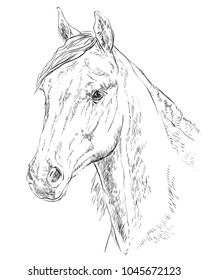 Arabian horse portrait. Horse head  in profile in monochrome color isolated on white background. Vector hand drawing illustration