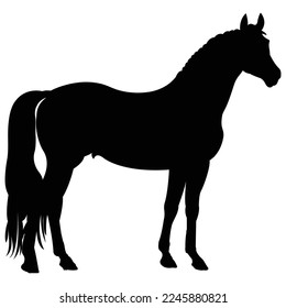 arabian horse silhouette isolated on white background