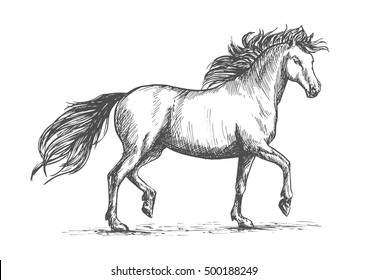 Arabian horse sketch of galloping purebred mare horse with raised legs and flowing mane and tail. Horse racing badge or equestrian dressage competition mascot design
