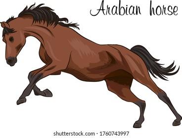 Arabian horse. Vector illustration, hand-drawn image