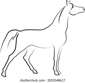 Arabian horse vector outline drawing illustration