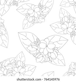 Arabian Jasmine on White Background. Vector Illustration.