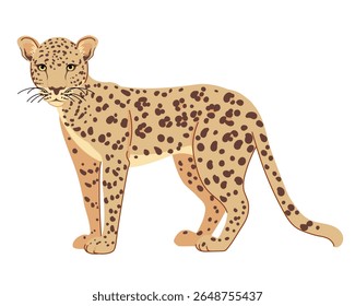 Arabian leopard is a traditionally revered animal in Yemen. Panthera pardus nimr is a large predator living on the Arabian Peninsula. Vector large spotted cat in flat style.